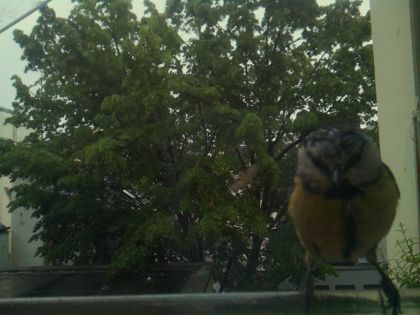 bird_20260517_083734_943_burst1_motion7496_conf0.00_bestnone.jpg