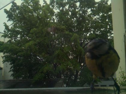 bird_20260517_083740_507_burst2_motion7496_conf0.48_bestbird.jpg