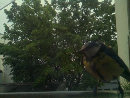 bird_20260517_083746_156_burst3_motion7496_conf0.99_bestbird.jpg