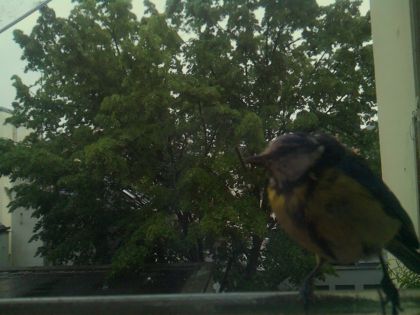 bird_20260517_083751_994_burst4_motion7496_conf1.00_bestbird.jpg