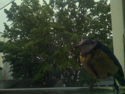 bird_20260517_083809_631_burst7_motion7496_conf1.00_bestbird.jpg