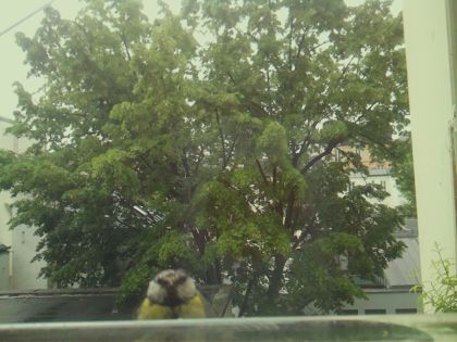 bird_20260517_091241_105_burst0_motion3710_conf0.31_bestpottedplant.jpg