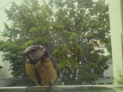 bird_20260517_091246_327_burst1_motion3710_conf0.82_bestbird.jpg