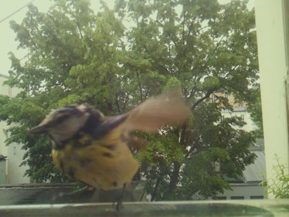 bird_20260517_091252_043_burst2_motion3710_conf0.88_bestbird.jpg