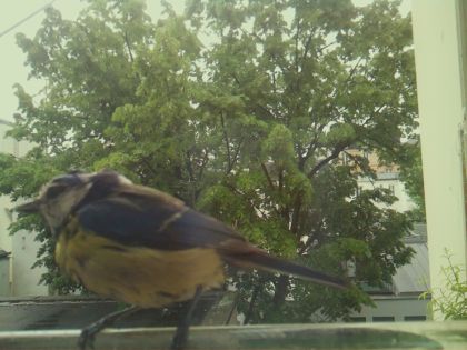 bird_20260517_091257_744_burst3_motion3710_conf0.98_bestbird.jpg