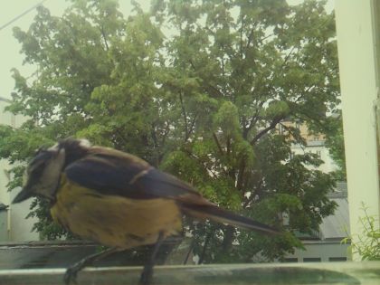 bird_20260517_091309_314_burst5_motion3710_conf0.98_bestbird.jpg