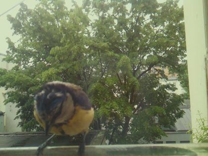 bird_20260517_091315_150_burst6_motion3710_conf0.95_bestbird.jpg