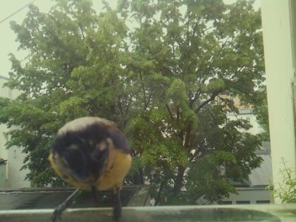 bird_20260517_091321_034_burst7_motion3710_conf0.99_bestbird.jpg