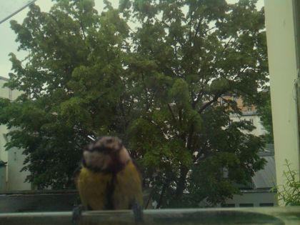 bird_20260517_094841_116_burst0_motion3792_conf0.96_bestcat.jpg