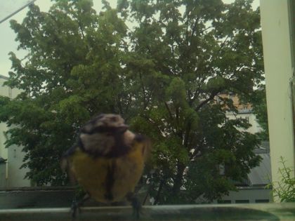 bird_20260517_094846_479_burst1_motion3792_conf0.63_bestcat.jpg