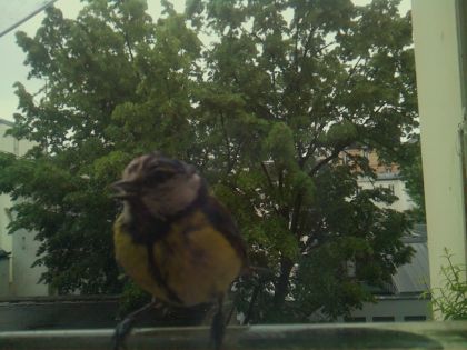 bird_20260517_094852_061_burst2_motion3792_conf0.98_bestbird.jpg