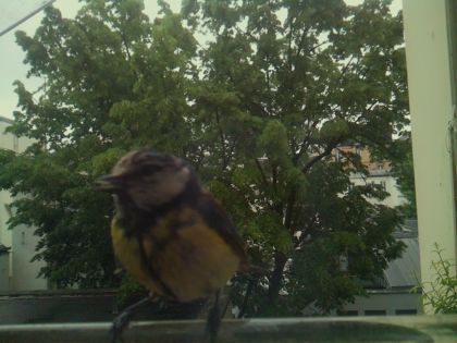 bird_20260517_094857_808_burst3_motion3792_conf0.92_bestbird.jpg