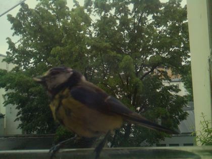 bird_20260517_094903_598_burst4_motion3792_conf0.88_bestbird.jpg