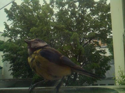 bird_20260517_094909_404_burst5_motion3792_conf1.00_bestbird.jpg