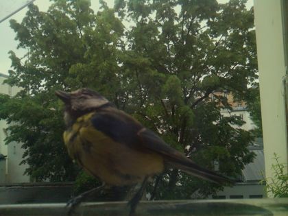 bird_20260517_094915_371_burst6_motion3792_conf1.00_bestbird.jpg