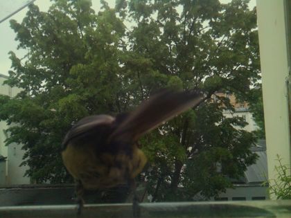 bird_20260517_094921_346_burst7_motion3792_conf0.72_bestbird.jpg