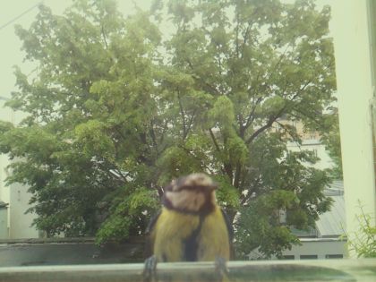 bird_20260517_104200_138_burst0_motion7584_conf0.59_bestbird.jpg