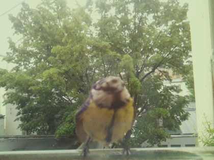 bird_20260517_104205_352_burst1_motion7584_conf0.96_bestcat.jpg