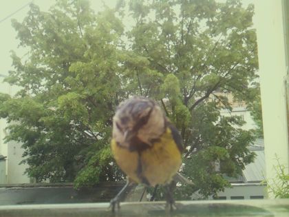 bird_20260517_104211_096_burst2_motion7584_conf0.99_bestbird.jpg