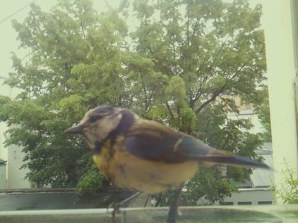 bird_20260517_104216_830_burst3_motion7584_conf1.00_bestbird.jpg