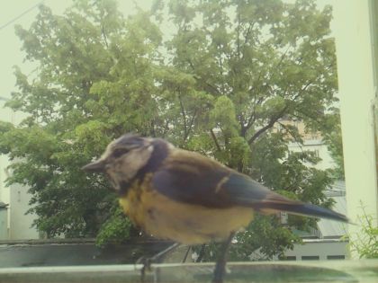 bird_20260517_104222_638_burst4_motion7584_conf1.00_bestbird.jpg