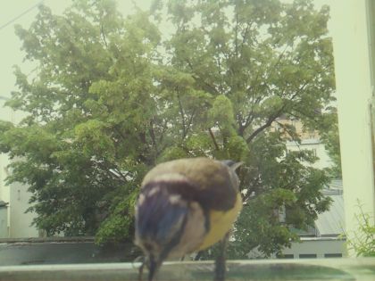 bird_20260517_104228_533_burst5_motion7584_conf1.00_bestbird.jpg