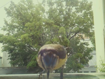 bird_20260517_104234_531_burst6_motion7584_conf0.99_bestbird.jpg