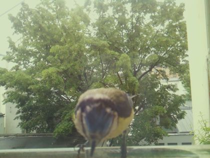 bird_20260517_104240_648_burst7_motion7584_conf0.98_bestbird.jpg