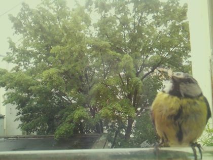 bird_20260517_104258_468_burst1_motion2195_conf1.00_bestbird.jpg