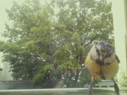 bird_20260517_104304_411_burst2_motion2195_conf0.88_bestbird.jpg