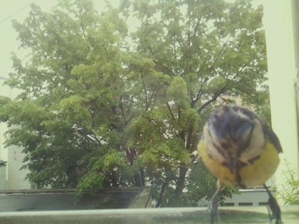 bird_20260517_104316_398_burst4_motion2195_conf0.98_bestbird.jpg