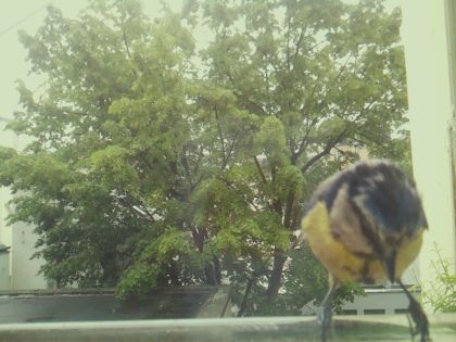 bird_20260517_104322_545_burst5_motion2195_conf1.00_bestbird.jpg