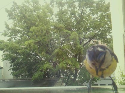 bird_20260517_104328_712_burst6_motion2195_conf0.98_bestbird.jpg