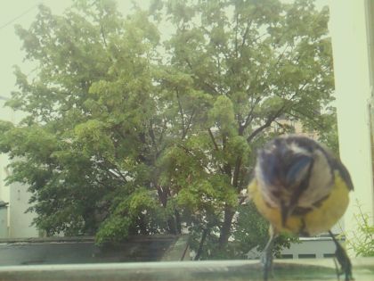 bird_20260517_104334_740_burst7_motion2195_conf0.97_bestbird.jpg