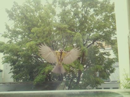 bird_20260517_104350_643_burst0_motion11869_conf0.53_bestperson.jpg