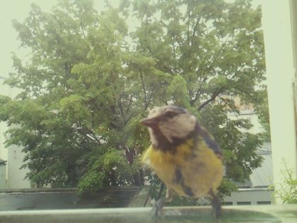 bird_20260517_104356_160_burst1_motion11869_conf0.99_bestbird.jpg