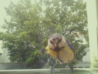 bird_20260517_104402_188_burst2_motion11869_conf0.99_bestbird.jpg