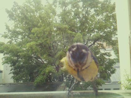 bird_20260517_104408_237_burst3_motion11869_conf0.99_bestbird.jpg