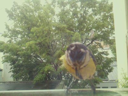 bird_20260517_104414_452_burst4_motion11869_conf0.98_bestbird.jpg