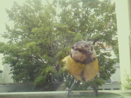 bird_20260517_104420_562_burst5_motion11869_conf0.78_bestbird.jpg