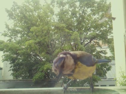 bird_20260517_104426_651_burst6_motion11869_conf0.56_bestdog.jpg
