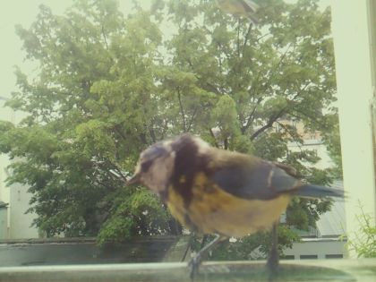 bird_20260517_104432_773_burst7_motion11869_conf0.78_bestbird.jpg