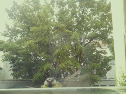 bird_20260517_104544_051_burst0_motion6467_conf0.30_bestperson.jpg