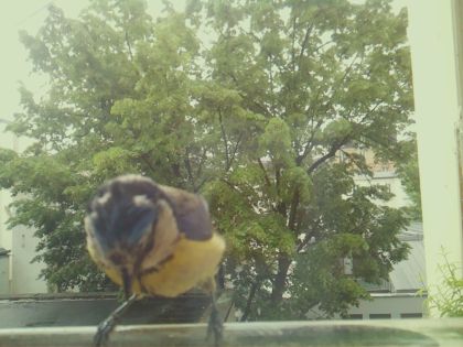 bird_20260517_104549_827_burst1_motion6467_conf0.36_bestdog.jpg