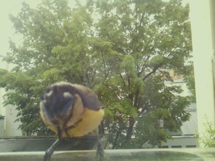 bird_20260517_104555_817_burst2_motion6467_conf0.96_bestbird.jpg