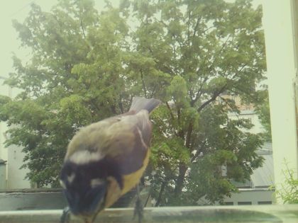 bird_20260517_104602_052_burst3_motion6467_conf0.79_bestbird.jpg
