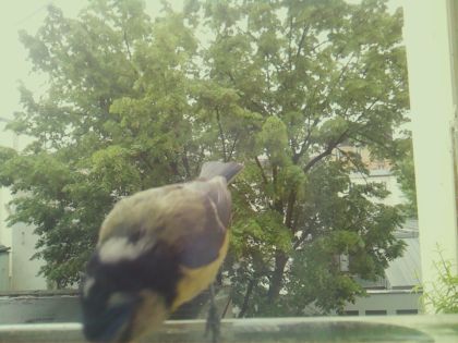 bird_20260517_104608_264_burst4_motion6467_conf0.46_bestcat.jpg
