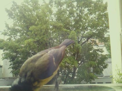 bird_20260517_104614_437_burst5_motion6467_conf0.86_bestbird.jpg