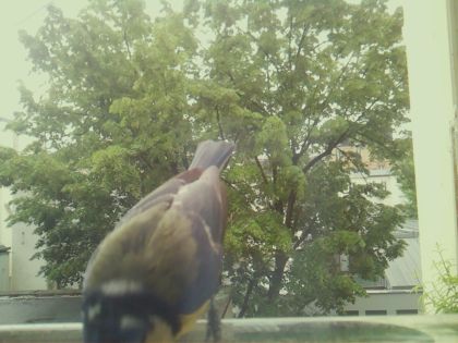 bird_20260517_104620_629_burst6_motion6467_conf0.94_bestbird.jpg