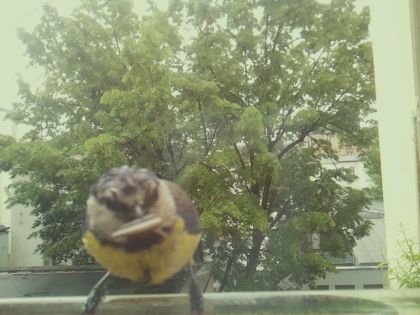 bird_20260517_104626_749_burst7_motion6467_conf0.85_bestbird.jpg
